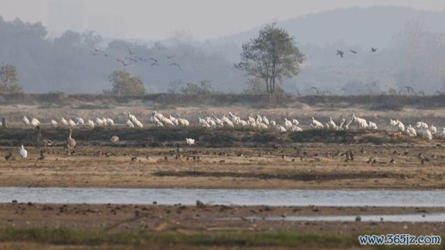 鄱阳湖越冬候鸟已超10万只